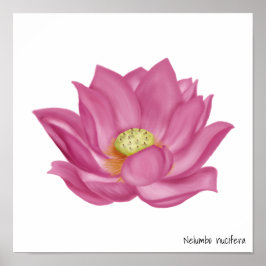 Pink Lotus Blossom Illustration Poster
