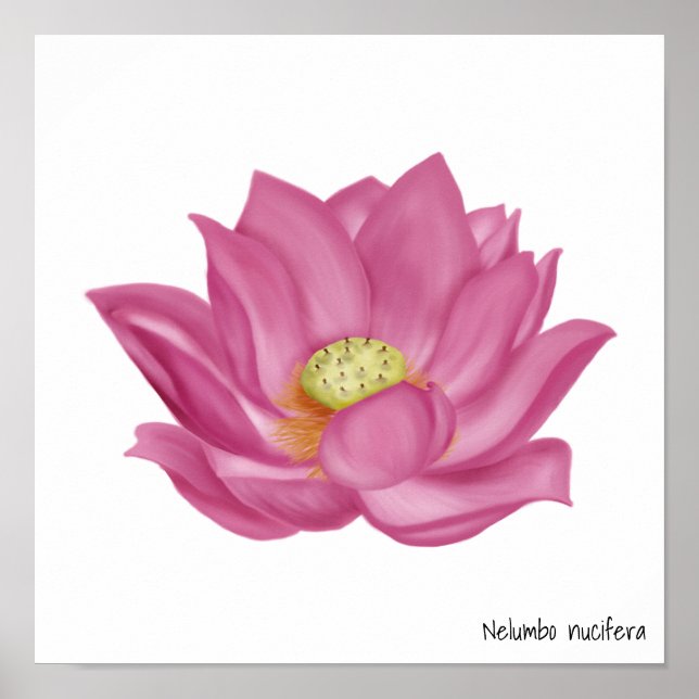 Pink Lotus Blossom Illustration Poster (Vorne)