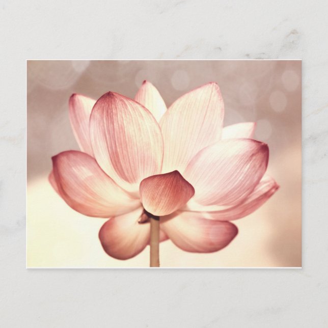 Pink Lotus Blossom Postkarte (Vorderseite)