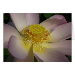 Pink Lotus Blume I Summer Floral