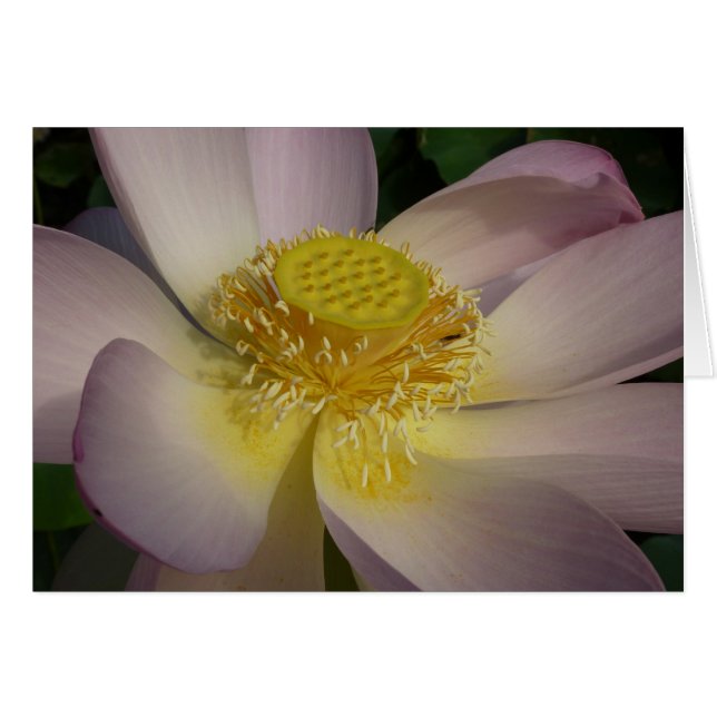 Pink Lotus Blume I Summer Floral (Vorderseite (Horizontal))