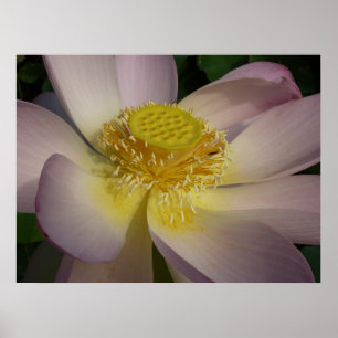 Pink Lotus Blume I Summer Floral Poster