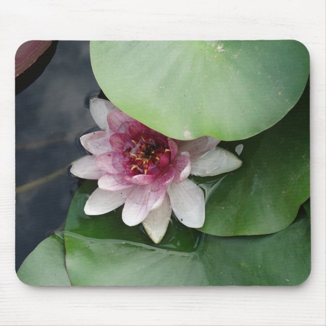 Pink Lotus flwower Mousepad (Vorne)