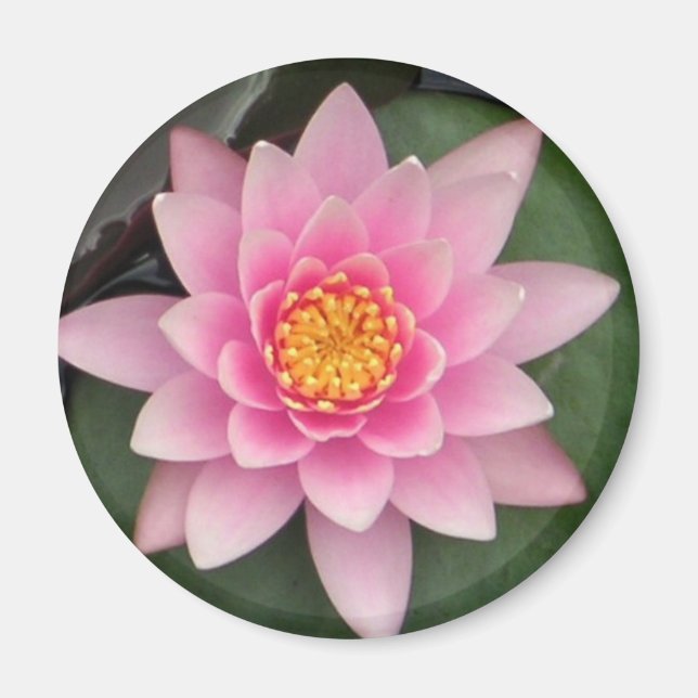 Pink Lotus Magnet (Vorne)