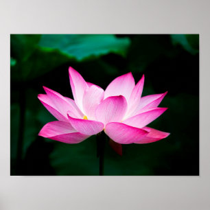 Pink Lotus Poster