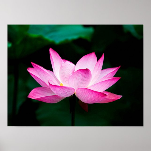 Pink Lotus Poster (Vorne)