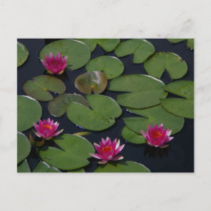 Pink Lotus Wasserlilien Postkarte