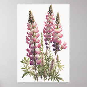 Pink Lupine Blume Art Print Poster