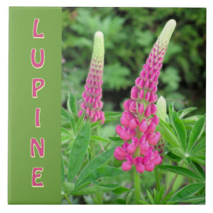 "PINK LUPINE" /FLORAL DESIGN FLIESE