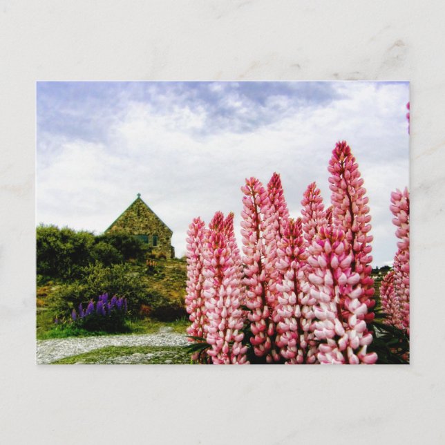 Pink Lupins @ Lake Tekapo New Zealand Postkarte (Vorderseite)