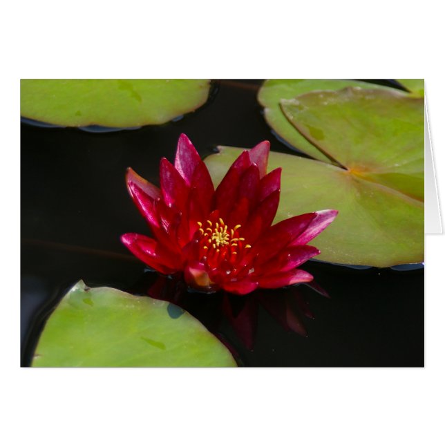 Pink Magenta Lotus Wasserlilie (Vorderseite (Horizontal))