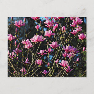 Pink Magnolia Blossom Postkarte