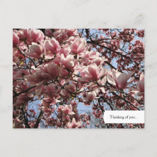 Pink Magnolia Blüten Postkarte