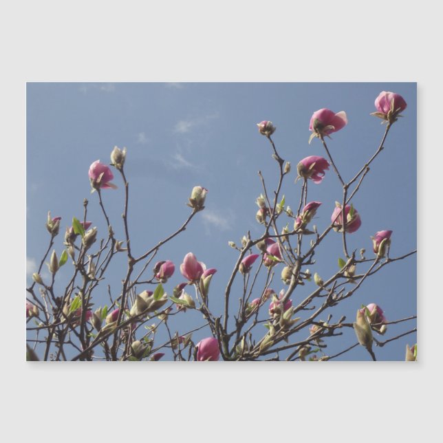Pink Magnolia Buds Magnetkarte (Vorderseite)