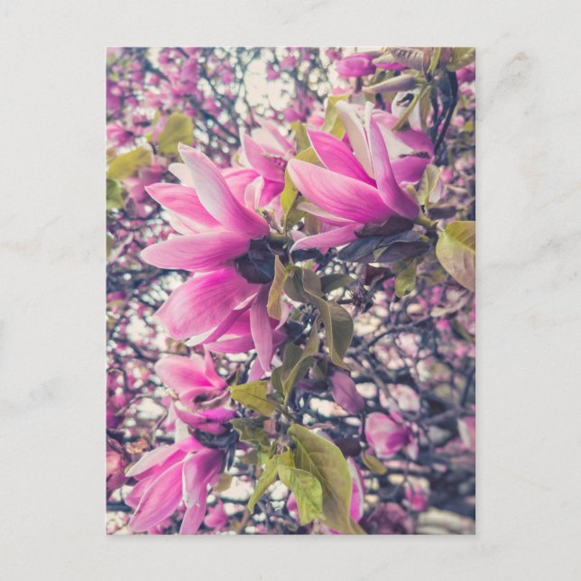Pink Magnolia Postkarte (Vorderseite)