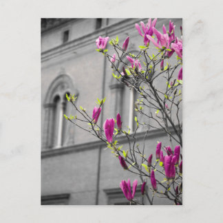 Pink Magnolias Postkarte