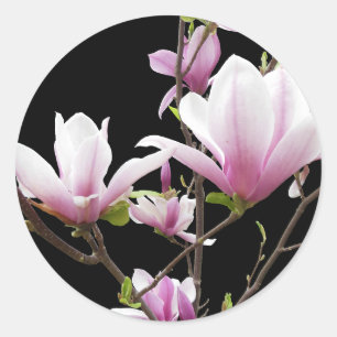 Pink Magnolie Foto Schwarz Runder Aufkleber