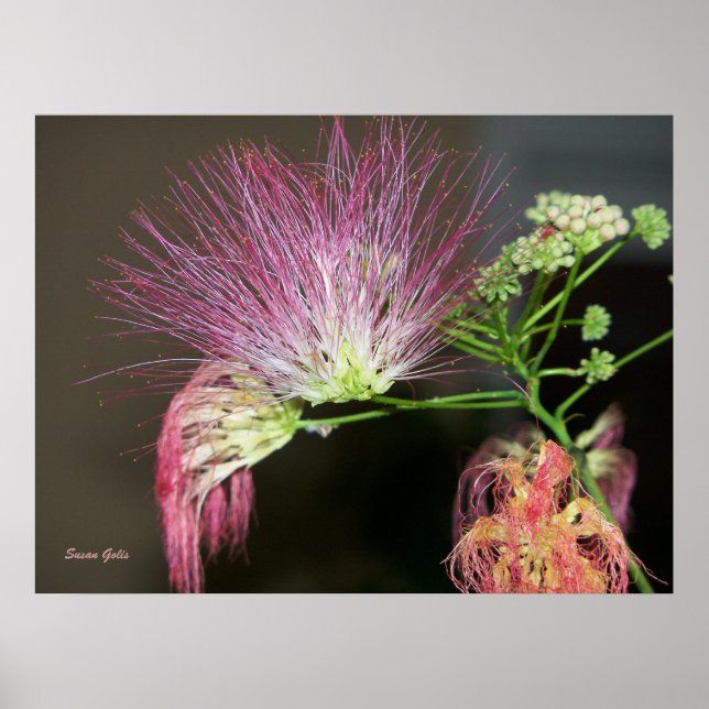 Pink Mimosa Blume mit braunem Foto Poster (Vorne)