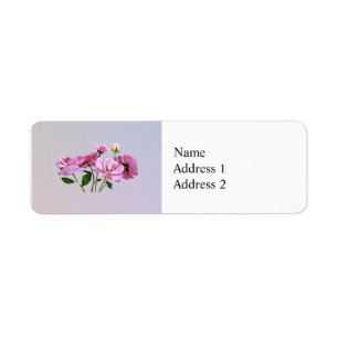 Pink Miniatur-Rose