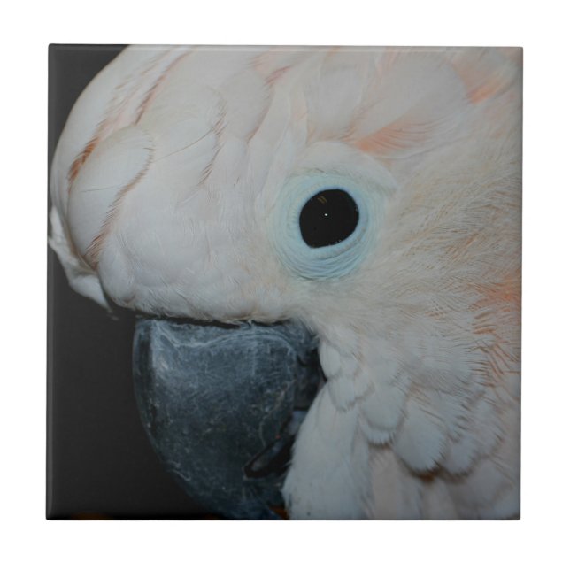Pink Moluccan Cockatoi Parrot Animal Fliese (Vorderseite)