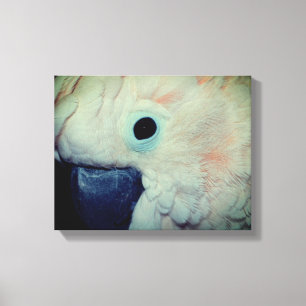 Pink Moluccan Cockatositu Papagei Nah Leinwanddruck