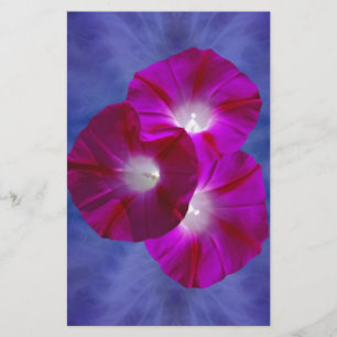 Pink Morning Glory