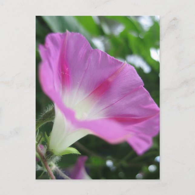 Pink Morning Glory Blume Postkarte (Vorderseite)