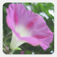 Pink Morning Glory Blume