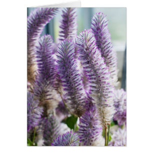 Pink Mulla Mulla Card