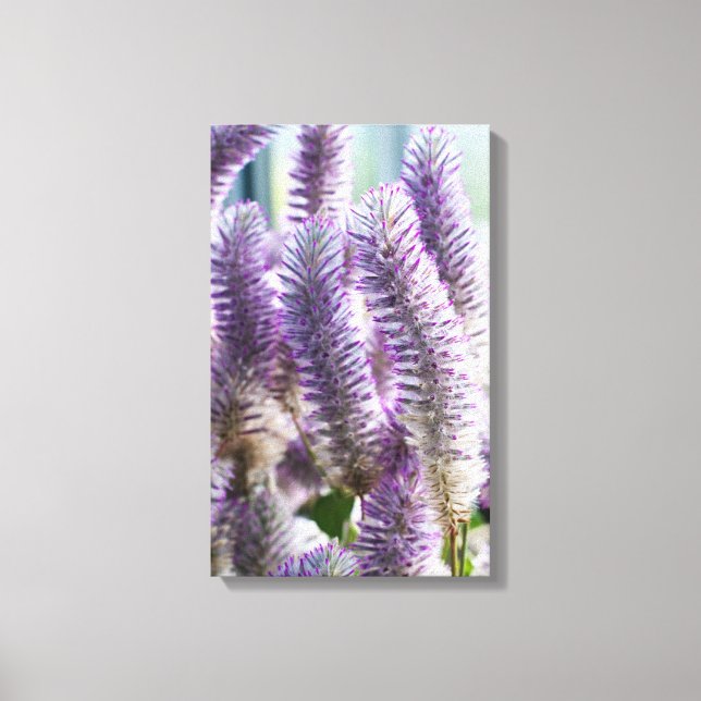 Pink Mulla Mulla Wrapped Canvas Leinwanddruck (Vorderseite)