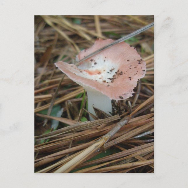 Pink Mushroom OBX Postkarte (Vorderseite)