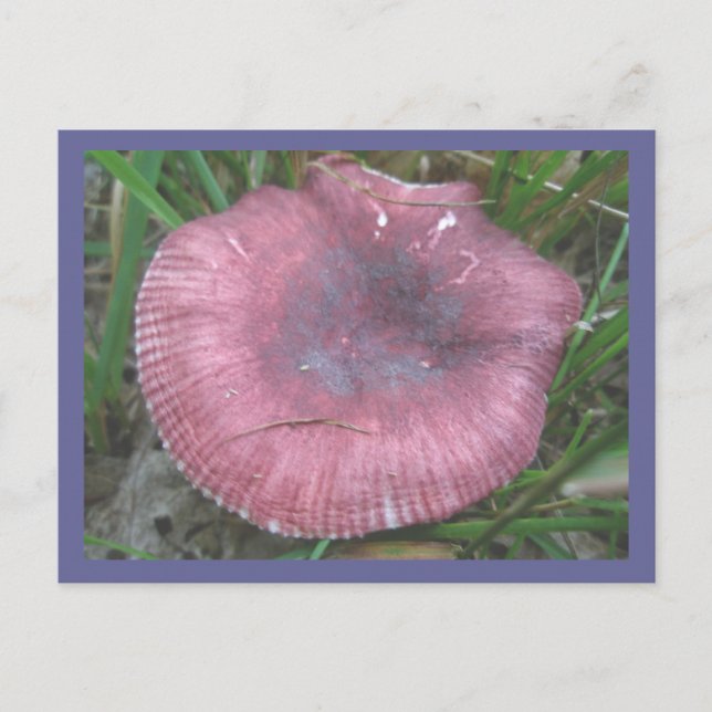 Pink Mushroom Postkarte (Vorderseite)