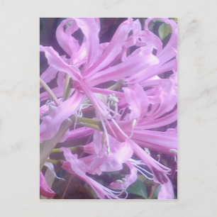 Pink Nerines Postcard Postkarte