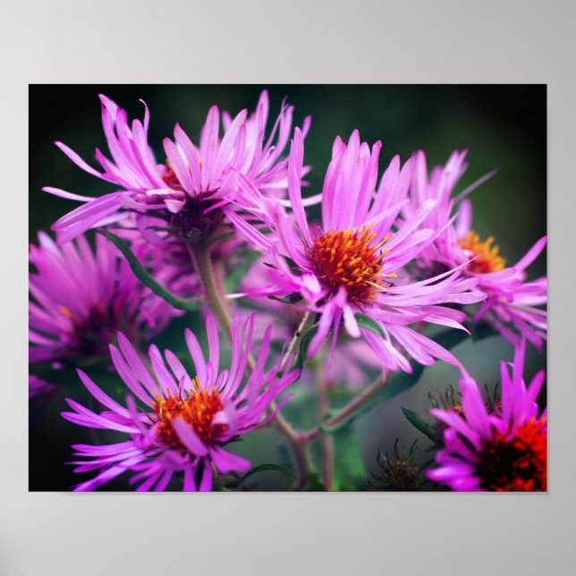 Pink New England Aster-Blume Poster (Vorne)