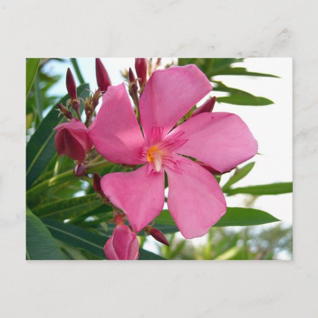 Pink-Oleander-Foto Postkarte (Vorderseite)
