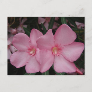 Pink Oleander Postkarte