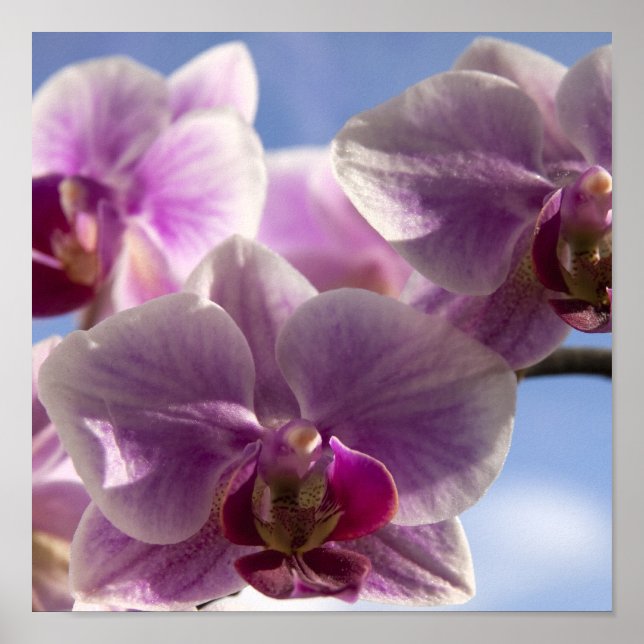 Pink Orchid Poster (Vorne)