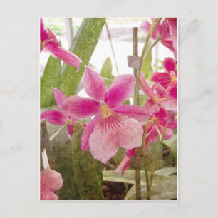 Pink Orchid Postkarte