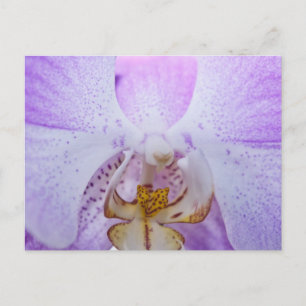 Pink Orchid Postkarte