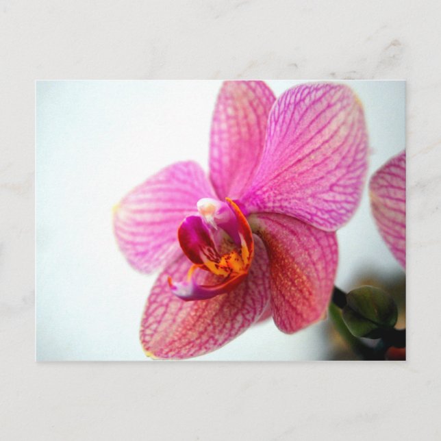 Pink Orchid Postkarte (Vorderseite)