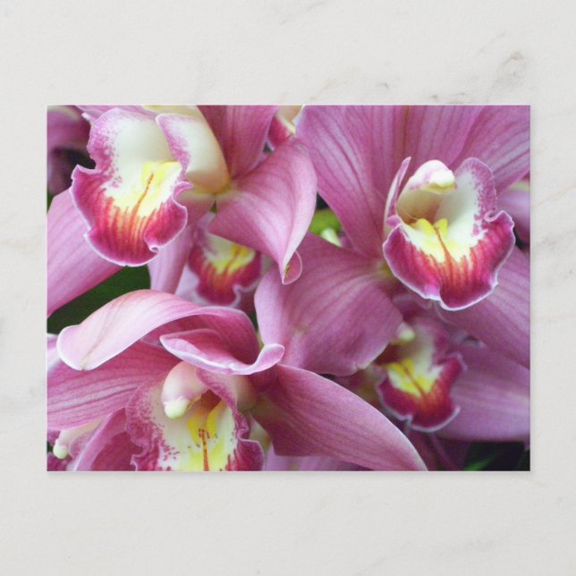 Pink Orchid Postkarte (Vorderseite)