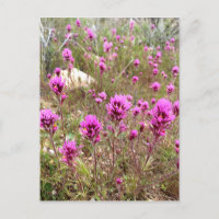 Pink Owls Clover Wildblumen