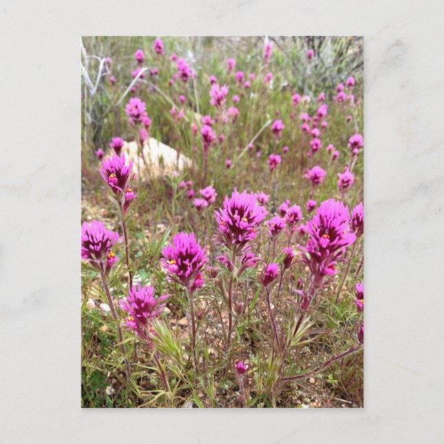 Pink Owls Clover Wildblumen Postkarte (Vorderseite)