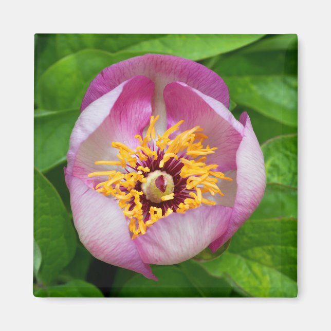 Pink Paeonia Blume Magnet (Vorne)