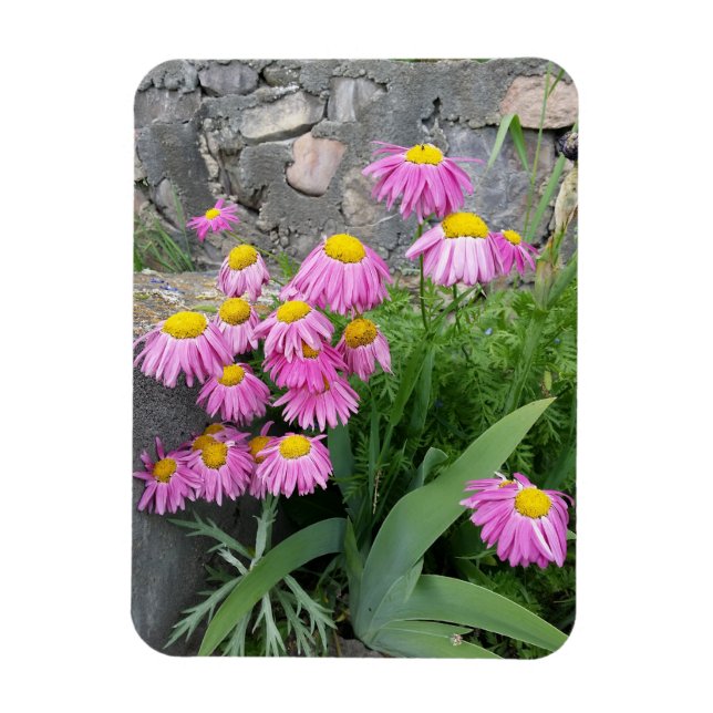Pink Painted daisy Blume Naturfotografie Magnet (Vertikal)