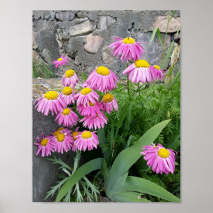 Pink Painted daisy Blume Naturfotografie Poster
