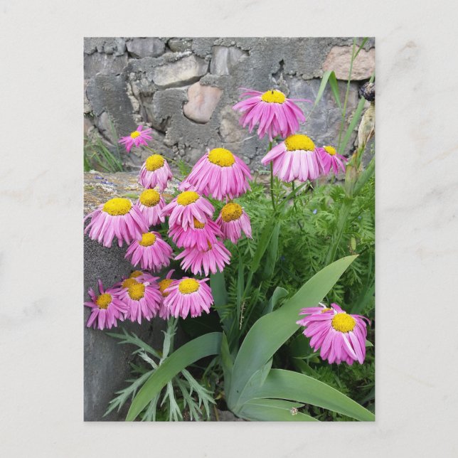 Pink Painted daisy Blume Naturfotografie Postkarte (Vorderseite)
