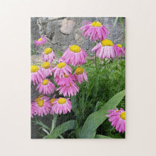 Pink Painted daisy Blume Naturfotografie Puzzle