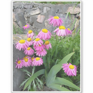 Pink Painted daisy wild Blume Nature Foto Aufkleber