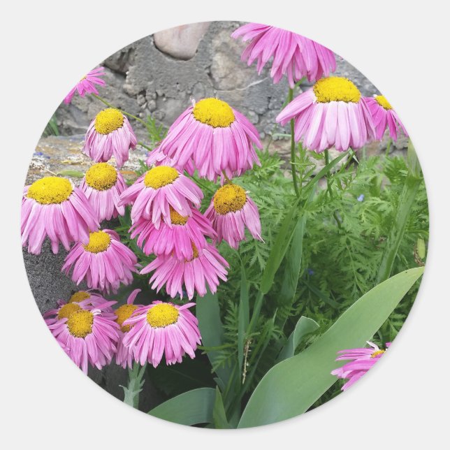 Pink Painted daisy wild Blume Nature Foto Runder Aufkleber (Vorderseite)